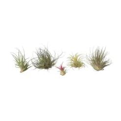 Kamerplanten-Plant in a Box Luchtplantjes - Set van 5 - Tillandsia - Hoogte 5-15cm - ⌀5cm