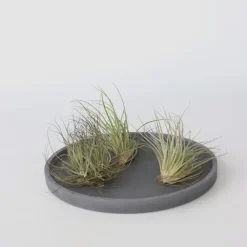Kamerplanten-Plant in a Box Luchtplantjes - Set van 5 - Tillandsia - Hoogte 5-15cm - ⌀5cm