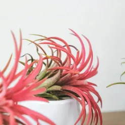 Kamerplanten-Plant in a Box Luchtplantjes - Set van 5 - Tillandsia - Hoogte 5-15cm - ⌀5cm