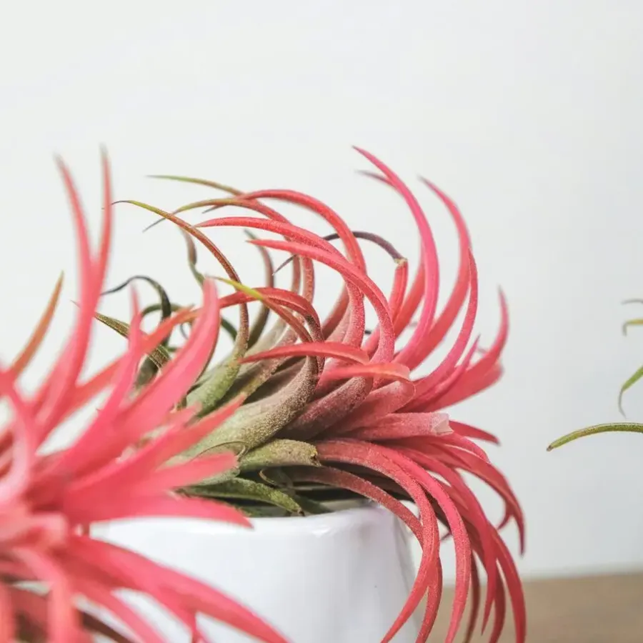 Kamerplanten-Plant in a Box Luchtplantjes - Set van 5 - Tillandsia - Hoogte 5-15cm - ⌀5cm