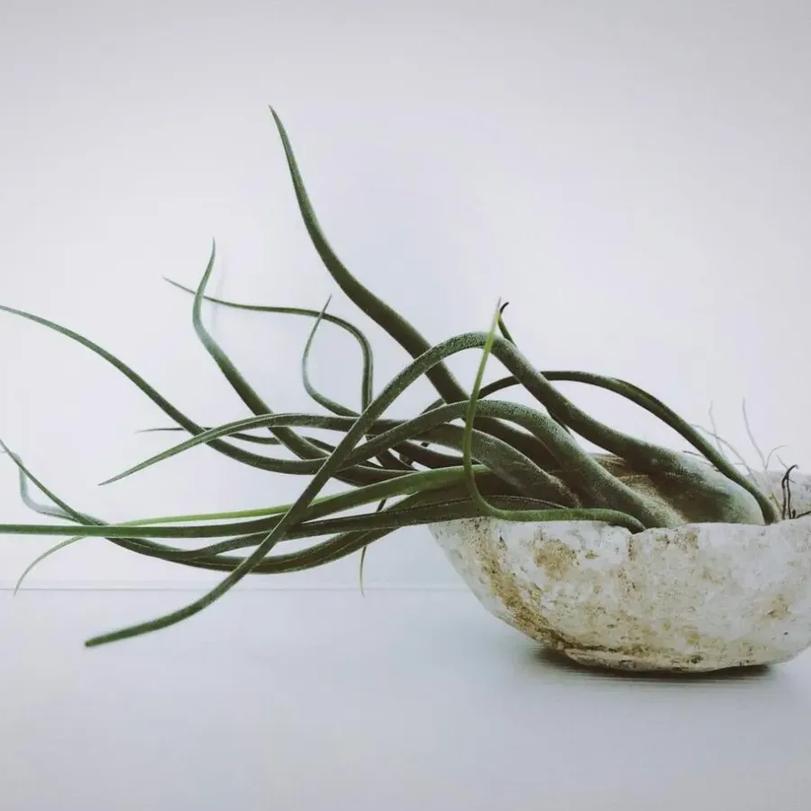 Kamerplanten-Plant in a Box Luchtplantjes - Set van 5 - Tillandsia - Hoogte 5-15cm - ⌀5cm