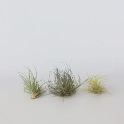 Kamerplanten-Plant in a Box Luchtplantjes - Set van 5 - Tillandsia - Hoogte 5-15cm - ⌀5cm