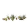 Plant in a Box Luchtplantjes - Set van 10 - Tillandsia - Hoogte 5-15cm - ⌀5cm