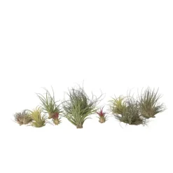 Plant in a Box Luchtplantjes - Set van 10 - Tillandsia - Hoogte 5-15cm - ⌀5cm