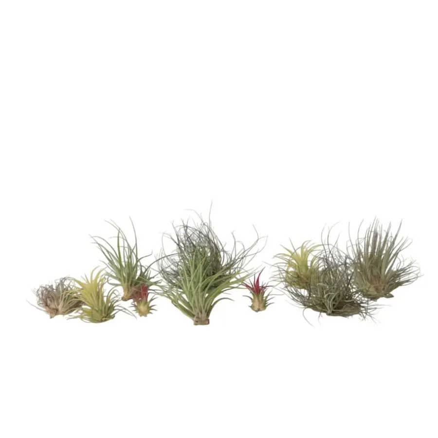 Plant in a Box Luchtplantjes - Set van 10 - Tillandsia - Hoogte 5-15cm - ⌀5cm