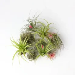 Plant in a Box Luchtplantjes - Set van 10 - Tillandsia - Hoogte 5-15cm - ⌀5cm