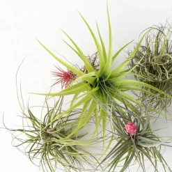 Plant in a Box Luchtplantjes - Set van 10 - Tillandsia - Hoogte 5-15cm - ⌀5cm