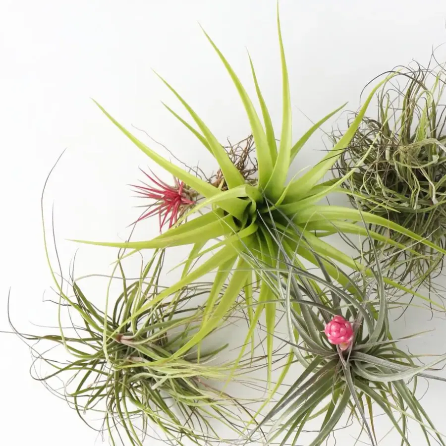 Plant in a Box Luchtplantjes - Set van 10 - Tillandsia - Hoogte 5-15cm - ⌀5cm