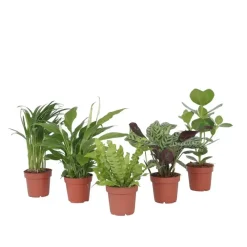 Kamerplanten-Plant in a Box Luchtzuiverende kamerplanten - Set van 5 - Hoogte 25-40cm - ⌀12cm