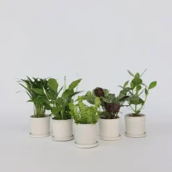 Kamerplanten-Plant in a Box Luchtzuiverende kamerplanten - Set van 5 - Hoogte 25-40cm - ⌀12cm