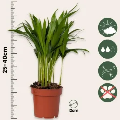 Kamerplanten-Plant in a Box Luchtzuiverende kamerplanten - Set van 5 - Hoogte 25-40cm - ⌀12cm