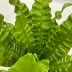 Kamerplanten-Plant in a Box Luchtzuiverende kamerplanten - Set van 5 - Met mand - Hoogte 25-40cm - ⌀12cm