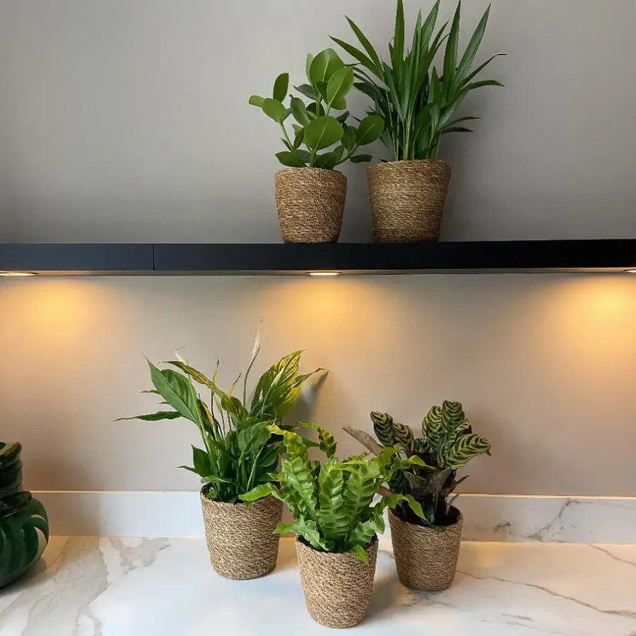 Kamerplanten-Plant in a Box Luchtzuiverende kamerplanten - Set van 5 - Met mand - Hoogte 25-40cm - ⌀12cm