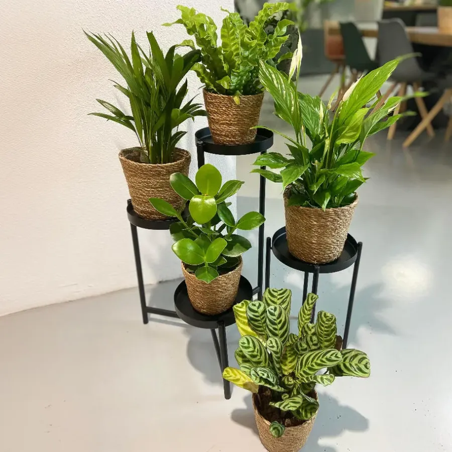 Kamerplanten-Plant in a Box Luchtzuiverende kamerplanten - Set van 5 - Met mand - Hoogte 25-40cm - ⌀12cm