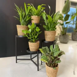 Kamerplanten-Plant in a Box Luchtzuiverende kamerplanten - Set van 5 - Met mand - Hoogte 25-40cm - ⌀12cm