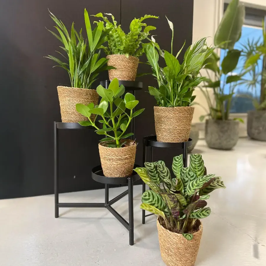 Kamerplanten-Plant in a Box Luchtzuiverende kamerplanten - Set van 5 - Met mand - Hoogte 25-40cm - ⌀12cm