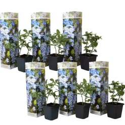 Planten|Tuinplanten-Plant in a Box Mannentrouw - Set van 6 - Plumbago auriculata - Hoogte 25-40cm - ⌀9cm