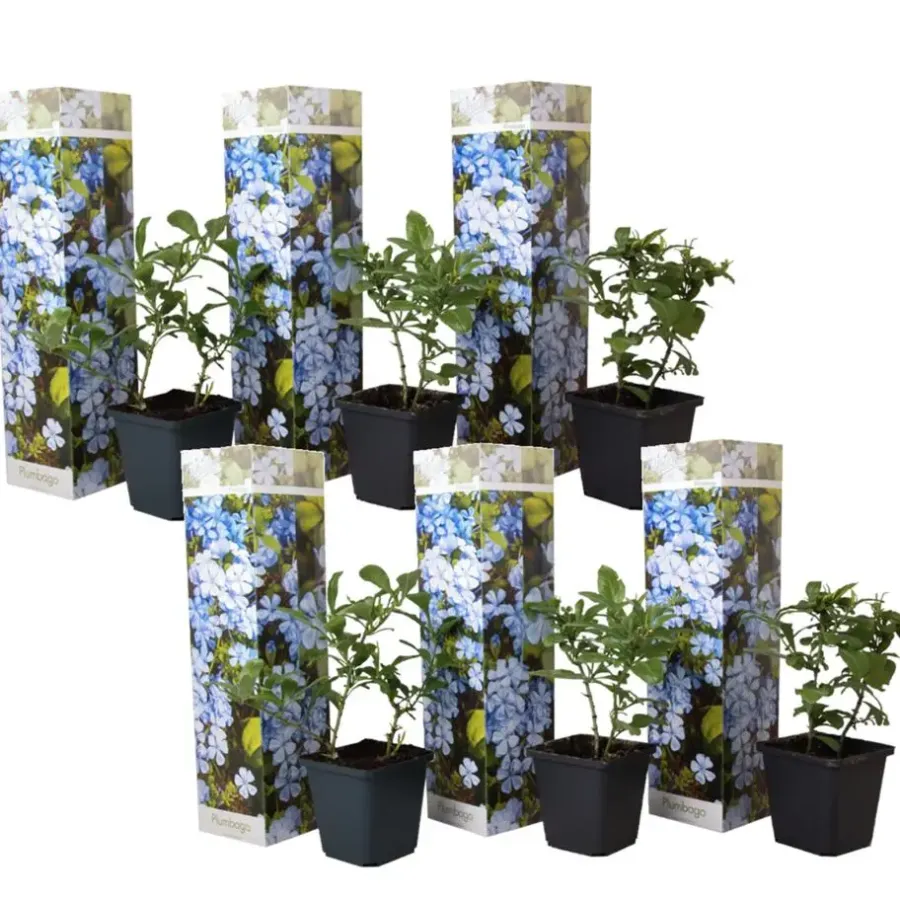Planten|Tuinplanten-Plant in a Box Mannentrouw - Set van 6 - Plumbago auriculata - Hoogte 25-40cm - ⌀9cm