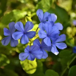 Planten|Tuinplanten-Plant in a Box Mannentrouw - Set van 6 - Plumbago auriculata - Hoogte 25-40cm - ⌀9cm