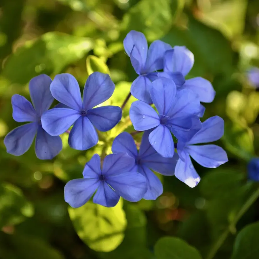 Planten|Tuinplanten-Plant in a Box Mannentrouw - Set van 6 - Plumbago auriculata - Hoogte 25-40cm - ⌀9cm