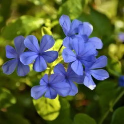 Planten|Tuinplanten-Plant in a Box Mannentrouw - Set van 6 - Plumbago auriculata - Hoogte 25-40cm - ⌀9cm