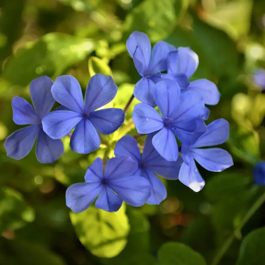 Planten|Tuinplanten-Plant in a Box Mannentrouw - Set van 6 - Plumbago auriculata - Hoogte 25-40cm - ⌀9cm