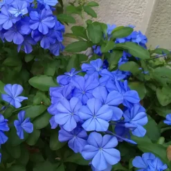 Planten|Tuinplanten-Plant in a Box Mannentrouw - Set van 6 - Plumbago auriculata - Hoogte 25-40cm - ⌀9cm