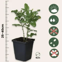 Planten|Tuinplanten-Plant in a Box Mannentrouw - Set van 6 - Plumbago auriculata - Hoogte 25-40cm - ⌀9cm