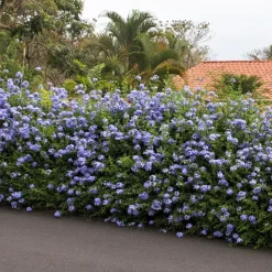 Planten|Tuinplanten-Plant in a Box Mannentrouw - Set van 6 - Plumbago auriculata - Hoogte 25-40cm - ⌀9cm