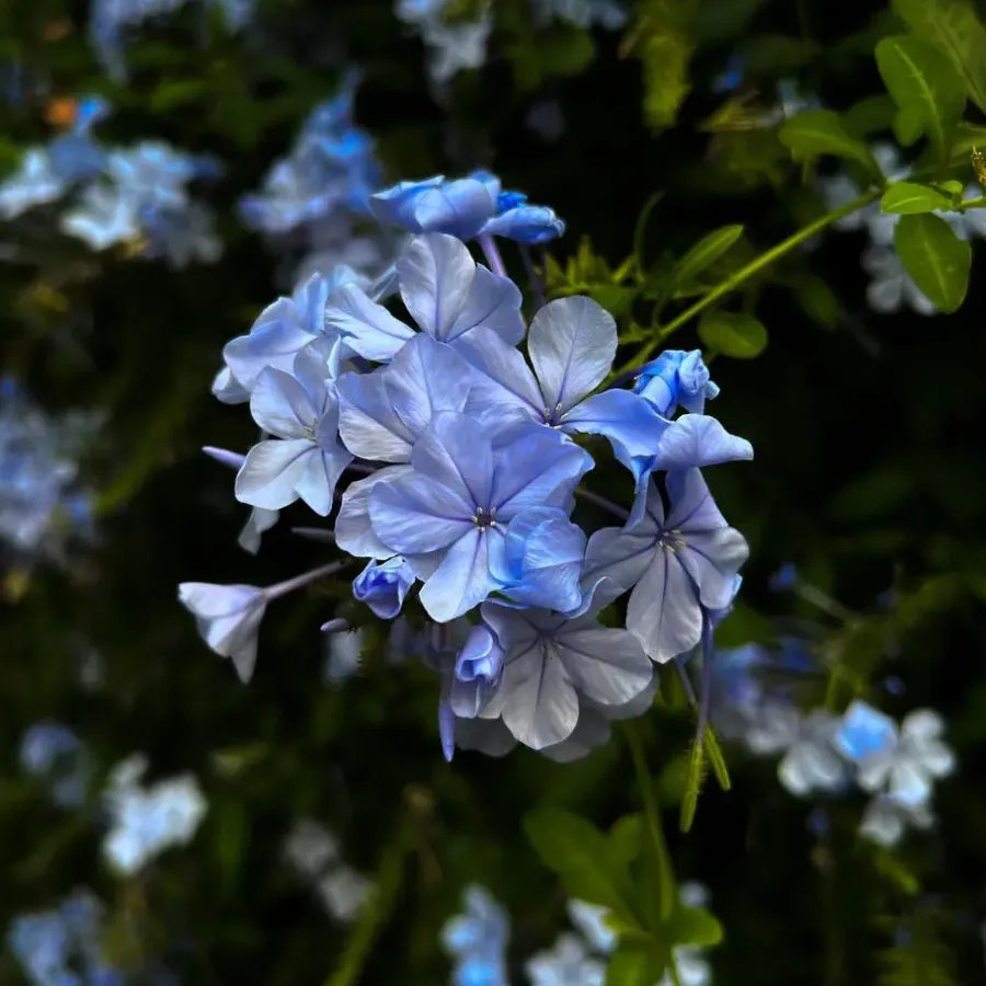 Planten|Tuinplanten-Plant in a Box Mannentrouw - Set van 6 - Plumbago auriculata - Hoogte 25-40cm - ⌀9cm