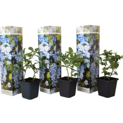 Planten|Tuinplanten-Plant in a Box Mannentrouw - Set van 3 - Plumbago auriculata - Hoogte 25-40cm - ⌀9cm