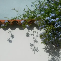 Planten|Tuinplanten-Plant in a Box Mannentrouw - Set van 3 - Plumbago auriculata - Hoogte 25-40cm - ⌀9cm