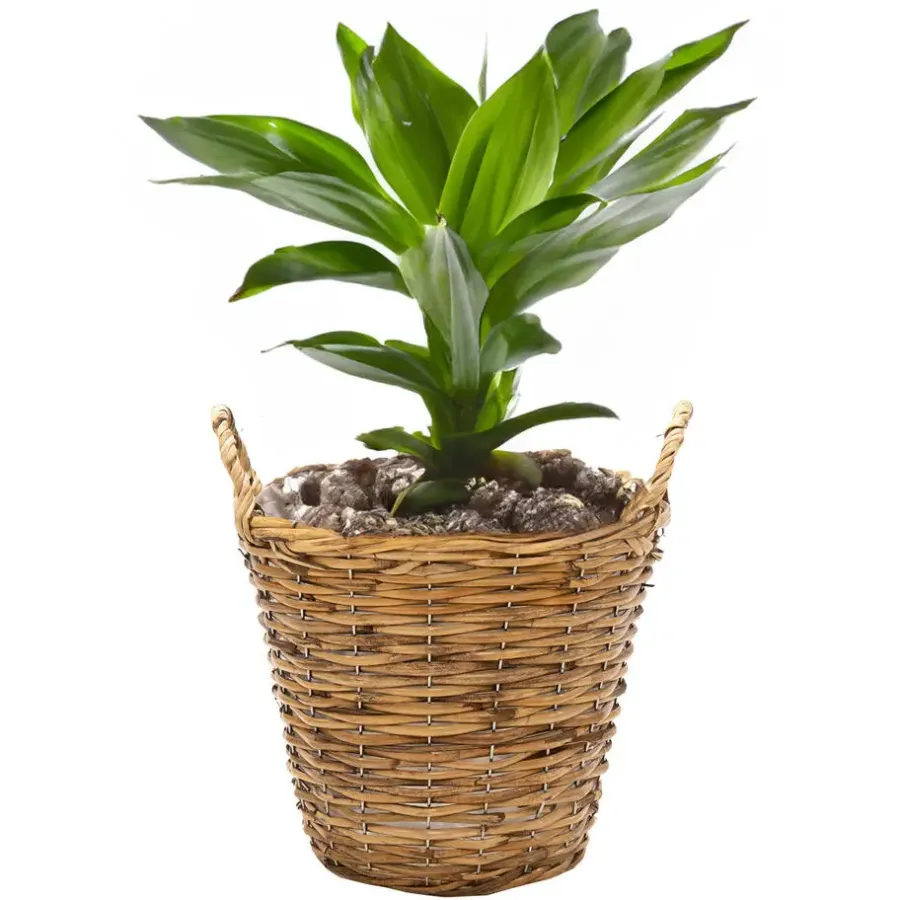 Mega Collections Plantenmand Cuba - rotan - lichtbruin - D19 x H16 cm