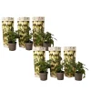 Plant in a Box Meloenpeer - Set van 6 - Solanum Muricatum 'Pepino gold' - Hoogte 25-40cm - ⌀9cm
