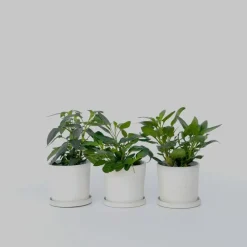 Plant in a Box Meloenpeer - Set van 6 - Solanum Muricatum 'Pepino gold' - Hoogte 25-40cm - ⌀9cm