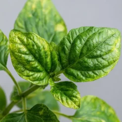 Plant in a Box Meloenpeer - Set van 6 - Solanum Muricatum 'Pepino gold' - Hoogte 25-40cm - ⌀9cm
