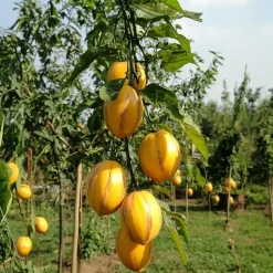 Plant in a Box Meloenpeer - Set van 6 - Solanum Muricatum 'Pepino gold' - Hoogte 25-40cm - ⌀9cm