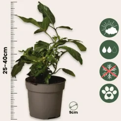 Plant in a Box Meloenpeer - Set van 6 - Solanum Muricatum 'Pepino gold' - Hoogte 25-40cm - ⌀9cm