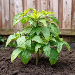 Plant in a Box Meloenpeer - Set van 6 - Solanum Muricatum 'Pepino gold' - Hoogte 25-40cm - ⌀9cm