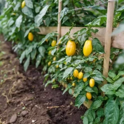 Plant in a Box Meloenpeer - Set van 6 - Solanum Muricatum 'Pepino gold' - Hoogte 25-40cm - ⌀9cm