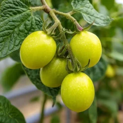 Plant in a Box Meloenpeer - Set van 6 - Solanum Muricatum 'Pepino gold' - Hoogte 25-40cm - ⌀9cm