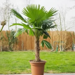 Plant in a Box Mexicaanse waaierpalm - Set van 2 - Washingtonia - Hoogte 50-60cm - ⌀15cm