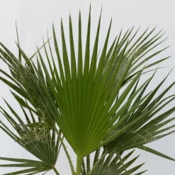 Plant in a Box Mexicaanse waaierpalm - Set van 2 - Washingtonia - Hoogte 50-60cm - ⌀15cm
