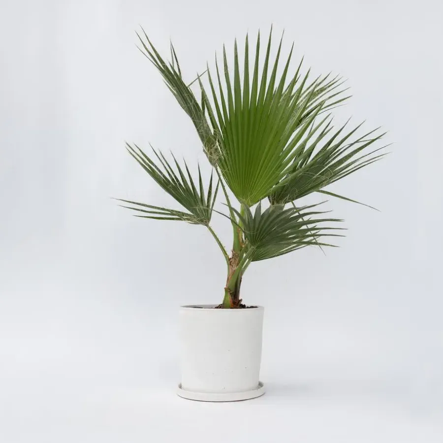 Plant in a Box Mexicaanse waaierpalm - Washingtonia robusta - Hoogte 70-90cm - ⌀21cm