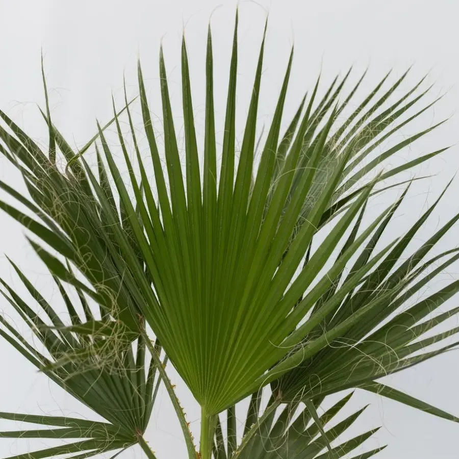Plant in a Box Mexicaanse waaierpalm - Washingtonia robusta - Hoogte 70-90cm - ⌀21cm