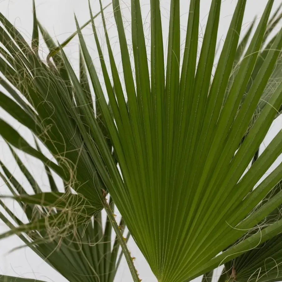 Plant in a Box Mexicaanse waaierpalm - Washingtonia robusta - Hoogte 70-90cm - ⌀21cm