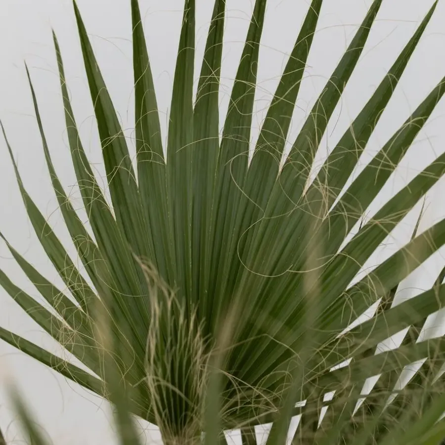 Plant in a Box Mexicaanse waaierpalm - Washingtonia robusta - Hoogte 70-90cm - ⌀21cm
