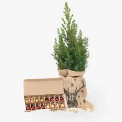 Kerstbomen-Plant in a Box Mini-kerstboom met juten zak - Picea glauca ‘Conica’ - Hoogte 55-65cm - ⌀15cm