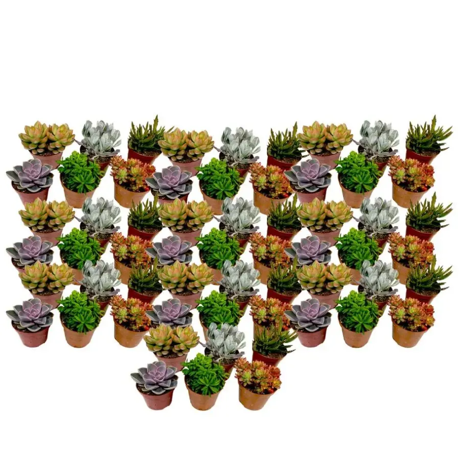 Kamerplanten-Plant in a Box Mini-vetplanten - Set van 60 - Succulentenmix - Hoogte 5-10cm - ⌀5,5cm