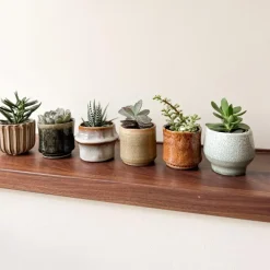 Kamerplanten-Plant in a Box Mini-vetplanten - Set van 60 - Succulentenmix - Hoogte 5-10cm - ⌀5,5cm